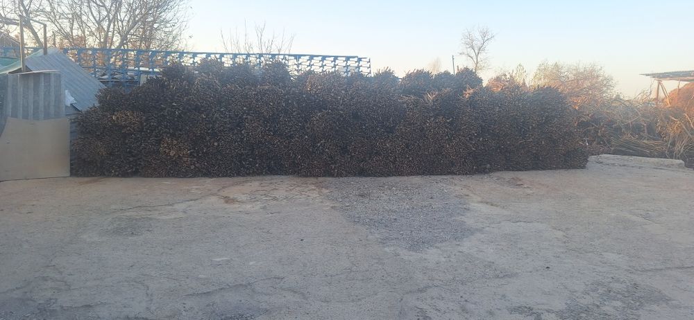 Утин сотилади богламда мевали дарахтики