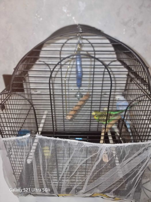 Волнистые попугаи