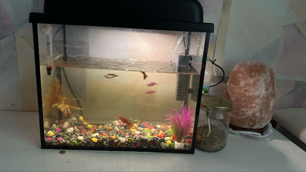 Продам аквариум и рыбки