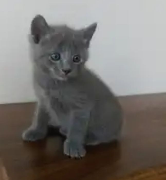 Чиройли мушукчалар