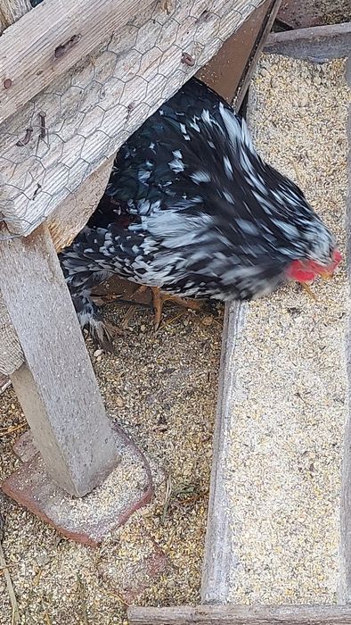 Vând o pereche, cocoș  și o gaina brahma  portelan!