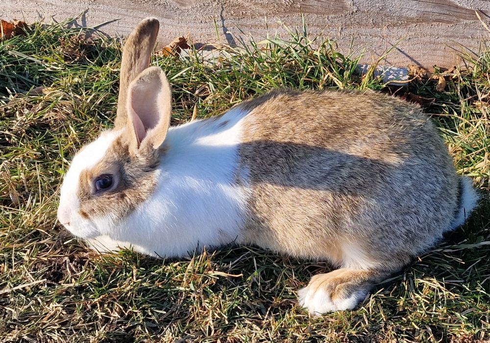 Iepuri femele  Hycole Francez F2,  3luni,  3.6kg