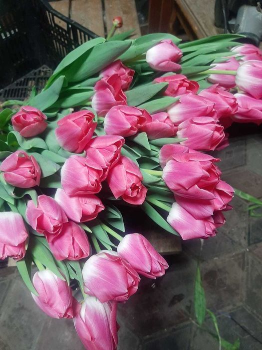 Тюльпаны оптом и в розницу к 8 марту