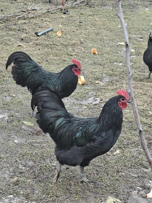 Vand cocos autralopi