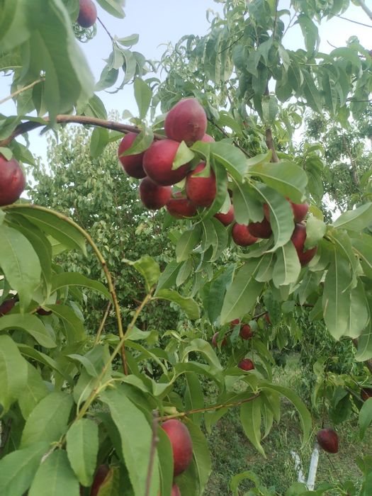 Ховли ер участкаси