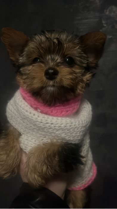 Йорк щенок девочка