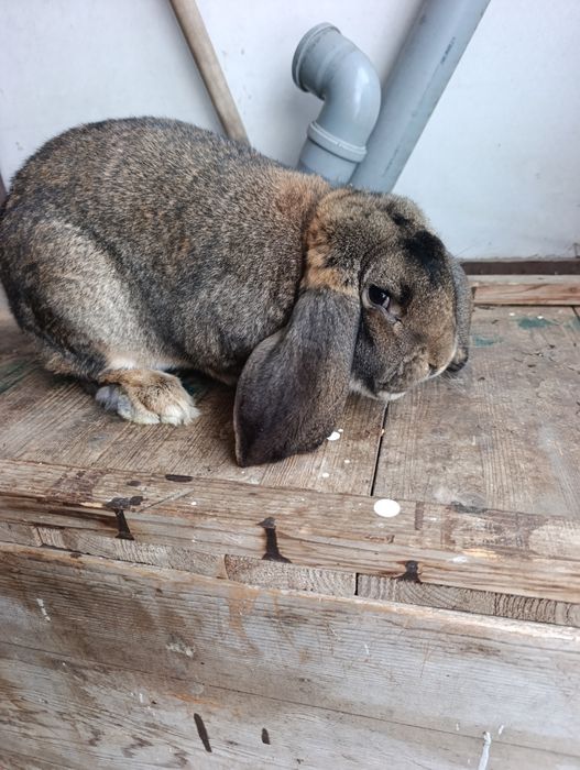 Mascul Berbec German 17.03.2025