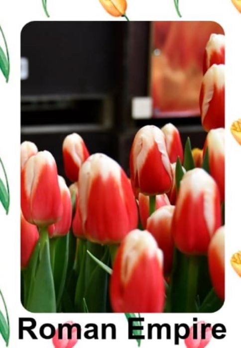 Тюльпаны (доставка на дом, предзаказ)