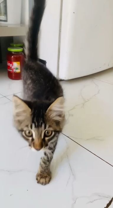 Котик  в подарок