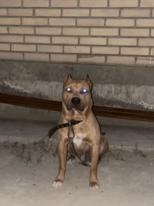 Pitbull мальчик 1,4года