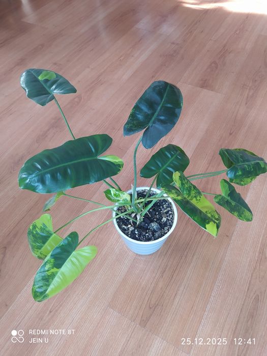 Филодендрон Бурле Маркс вариегатный.