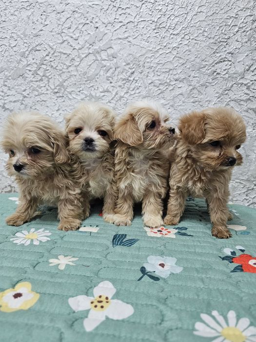 Супер щеночки мальтипу F1