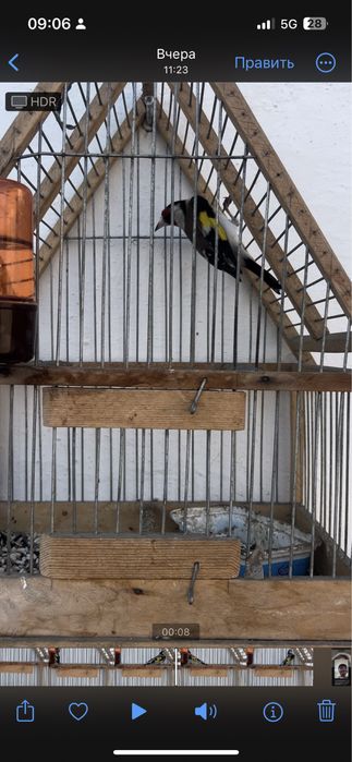 Продается черный щегол Сава