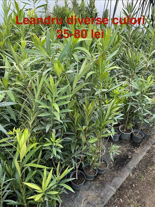 Glicina, trandafiri, leandru, palmier, eden rose