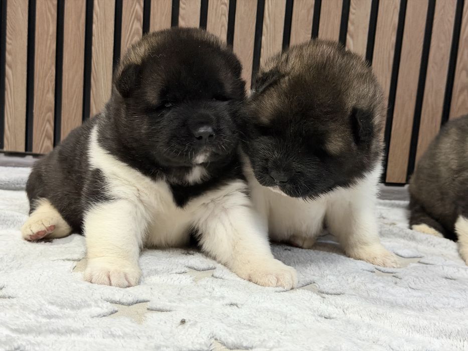 Американская Акита