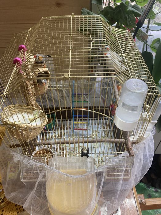 Продам амадины 4 штуки