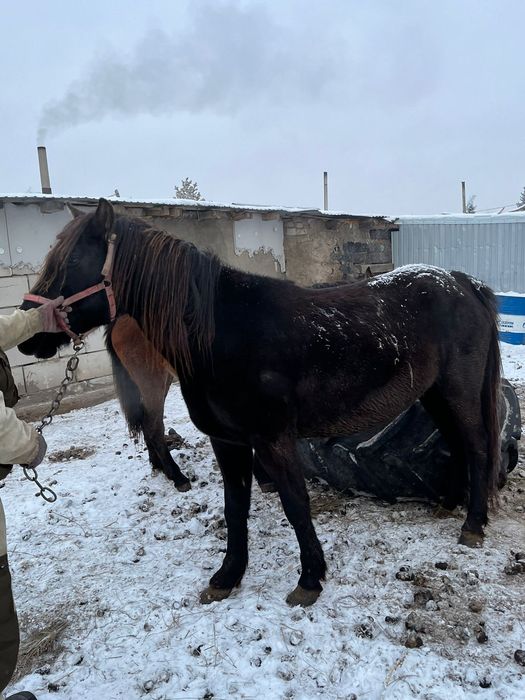 Продам лошадь верховную жерёбую