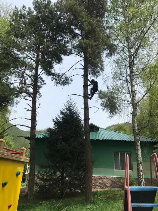 Спил, обрезка деревьев