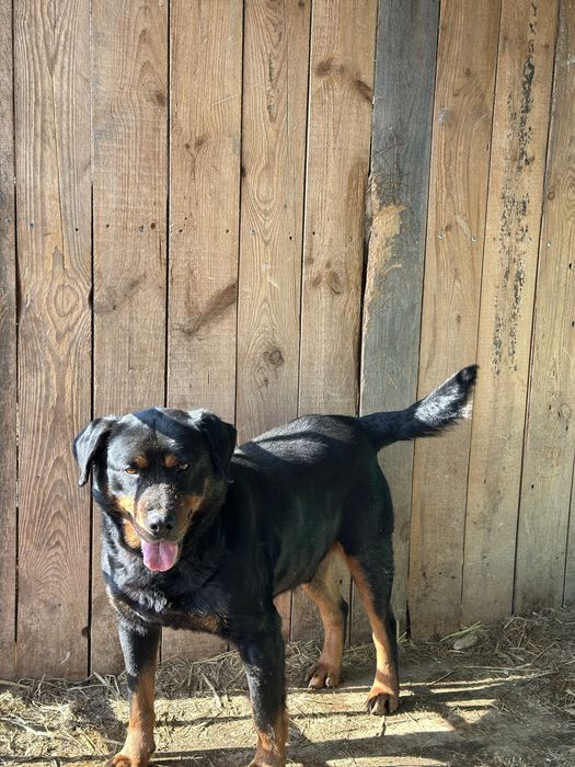 Пристраивается пес