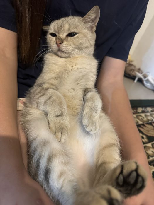 Вислоухий кошка девушка