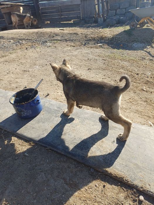 Отдам щенка  девочка в хорошие руки