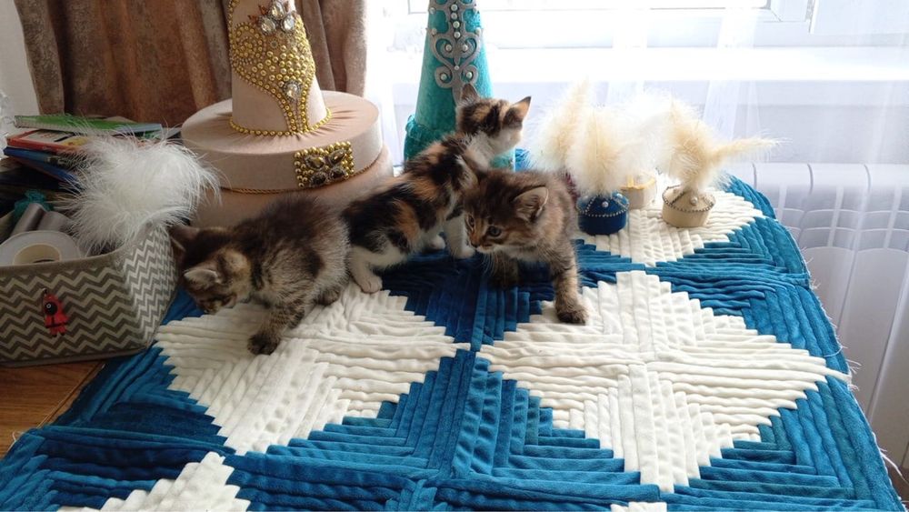 Котята бесплатно