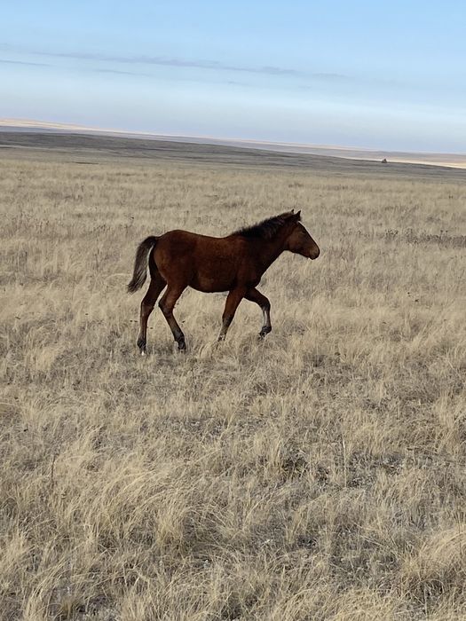 Жабағылар сатылады