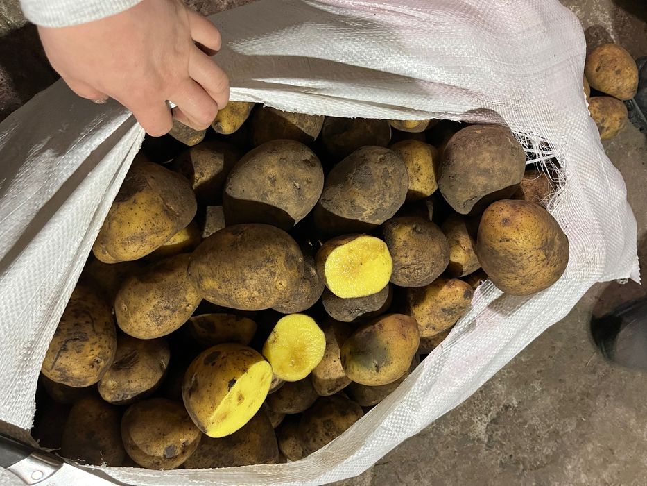 Продам картофель оптом