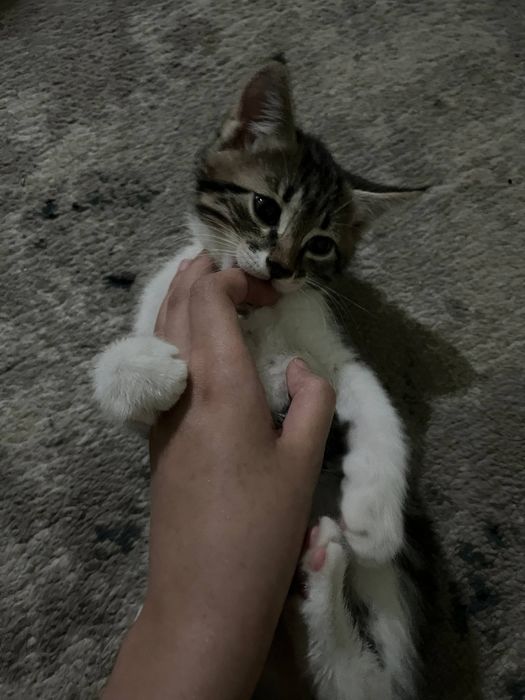 Отдаю  котят очень ласково и игровые