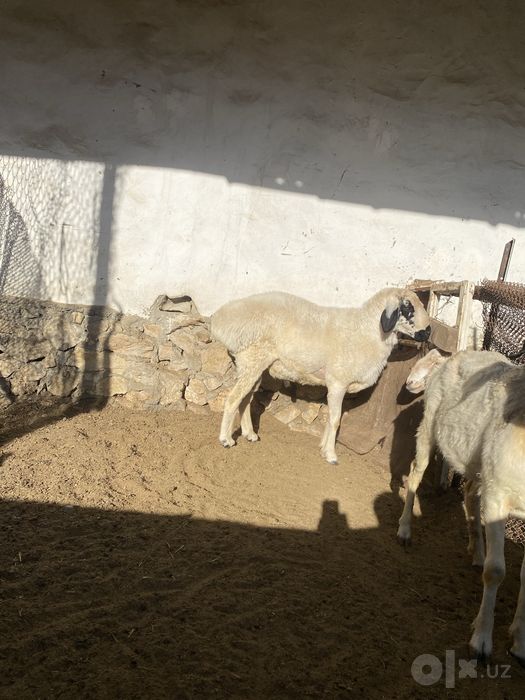 Qo’chqor sotiladi