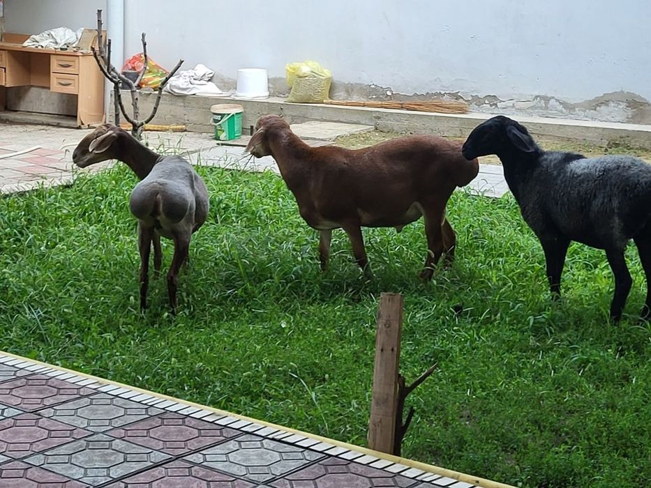 Киргиз арашан куйлар