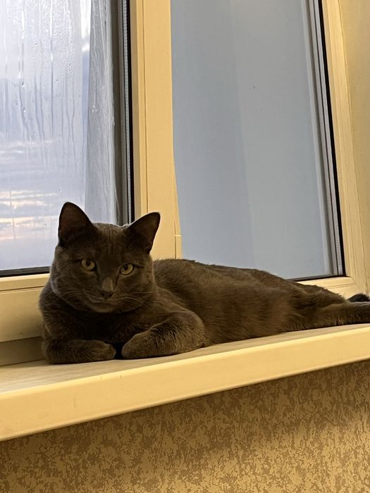 Отдам взрослого кота