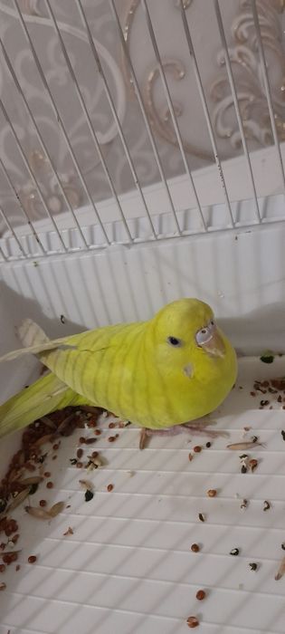 продам попугая красавицу