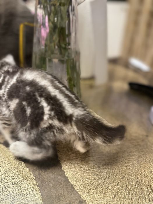 Кошка с катенком