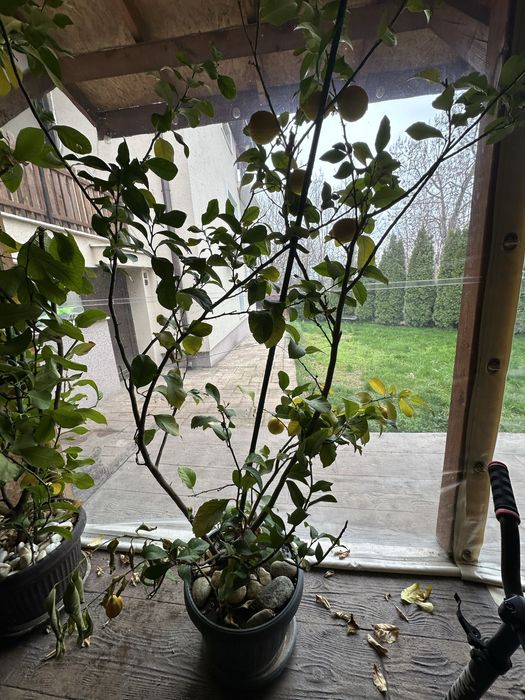 Лимонови дръвчета лимоново дърво лимон