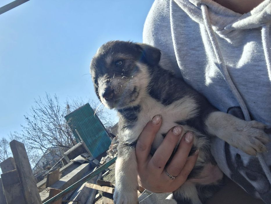 Щенки ищут дом, домашнии