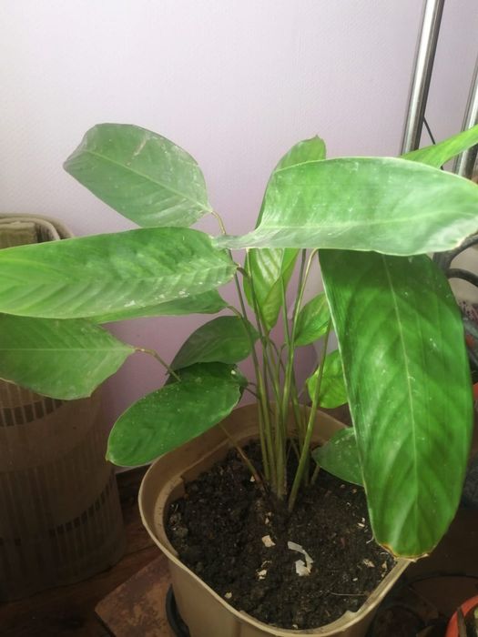 Домашние растения