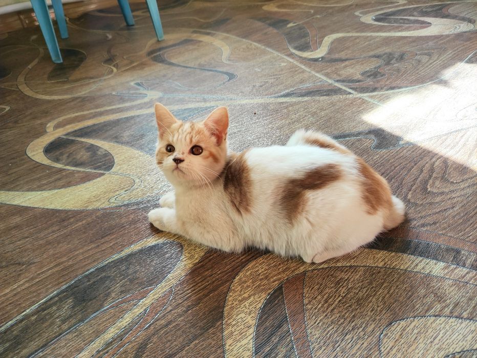 Девочка страйт 6 месяцев