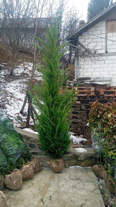 Laur englezesc photinia Red Robin leilandi