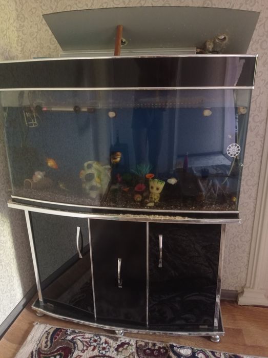 200 litrli akvarium, tashqi filtr, tumba va baliqlari bilan sotiladi