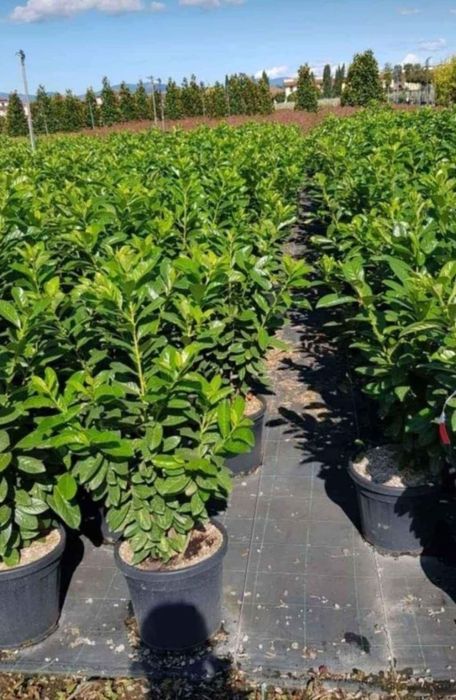 Prunus laurocerasus, Catalpa, bambus plante ornamentale tuia smaragd