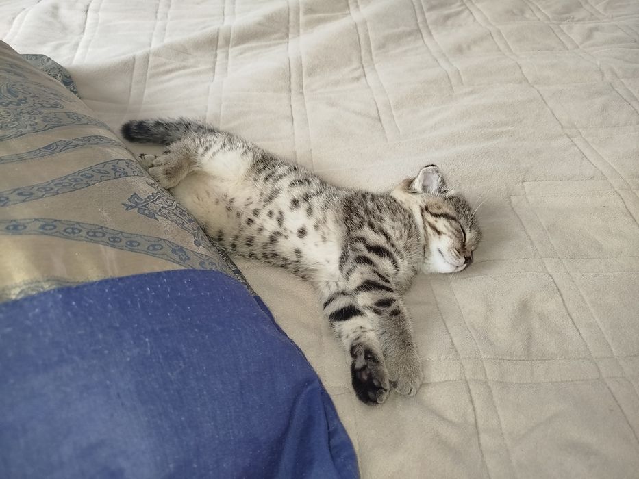 Шотландская вислоухая девочка котёнок