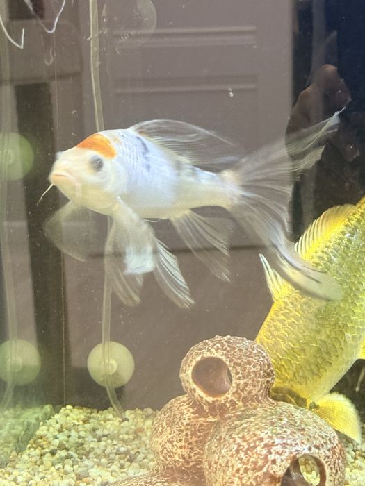 Продам вуалевого карп коя