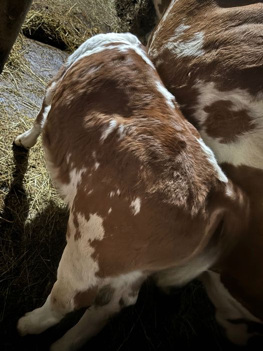 Vând vaca cu vițel