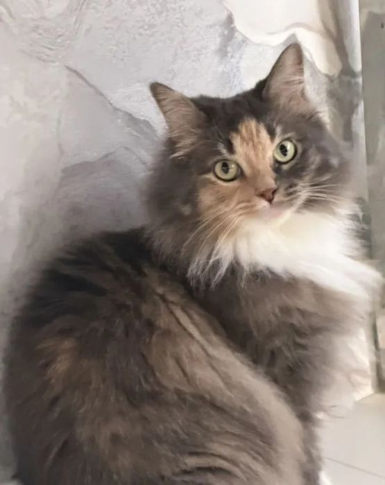 Сибирские котята  в добрые руки