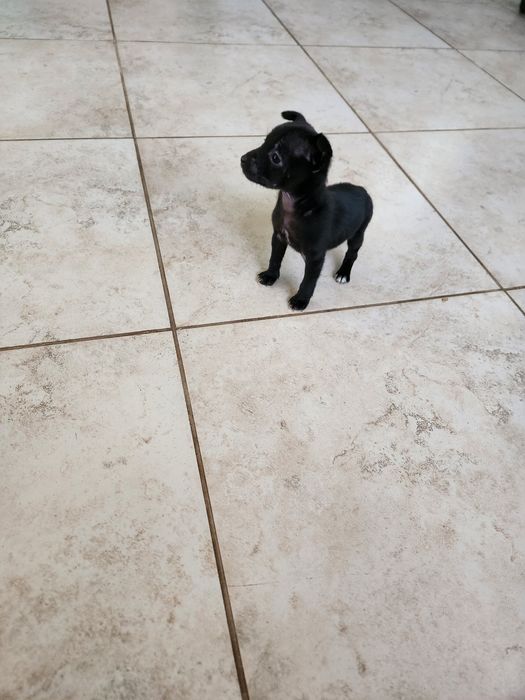 Мини пинчер на два месеца