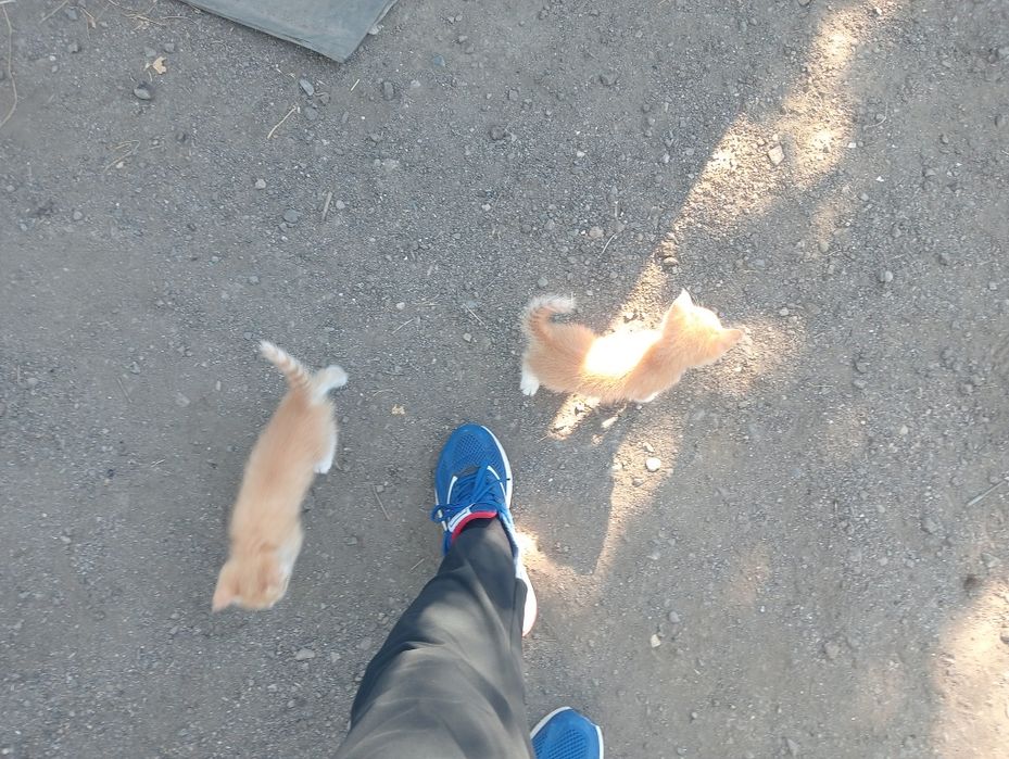 Котята бесплатно