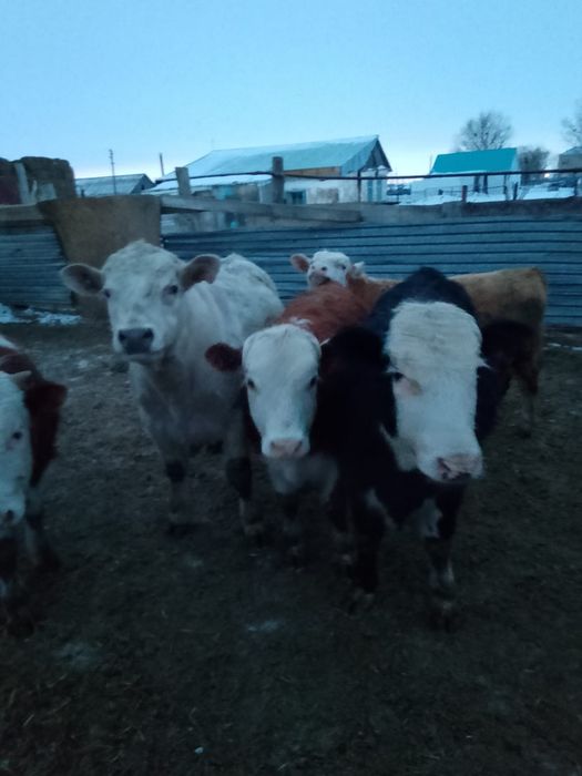 Бука сиыр баспактар сатылады.