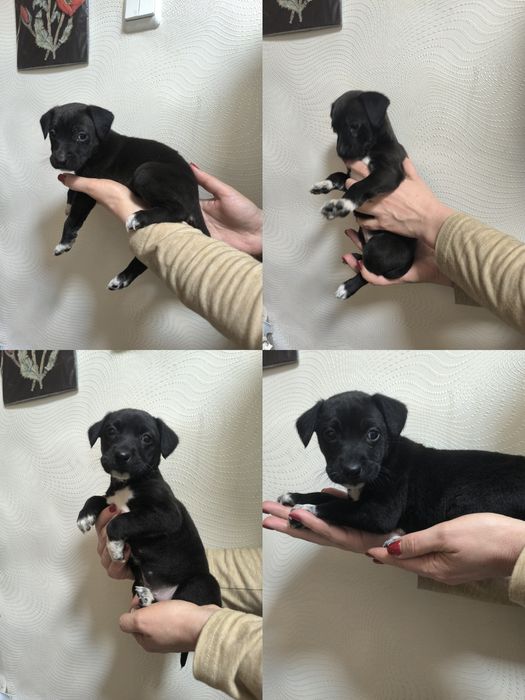 Няшки-неволяшки в хорошие руки