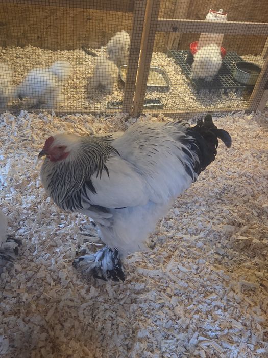 Cocosi Brahma Hd tineri